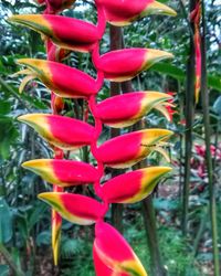 Close-up of red flowering plants on field