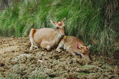 Me and mom animals