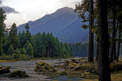 Scenic view of pine trees in forest against sky