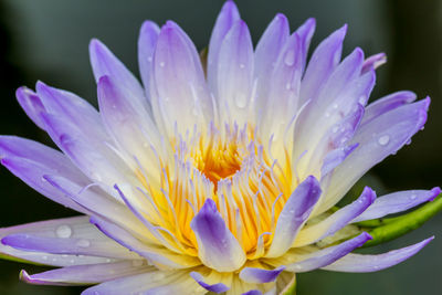 Close-up of wet purple crocus flower