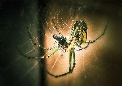 Close-up of spider
