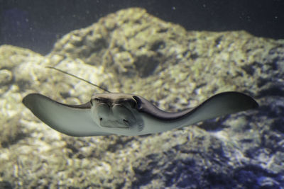 Close-up of stingray swimming in sea