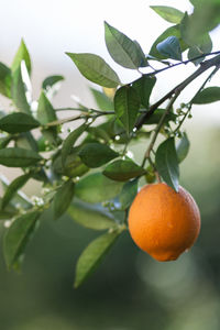 Orange fruits on tree