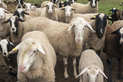 Sheep in a farm