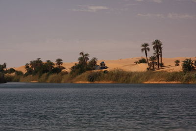 Scenic view of palm trees against sky with sahara lake oasis 