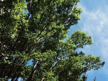 Low angle view of tree in forest against sky