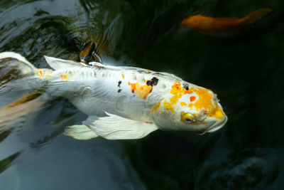 Close-up of koi fish in sea