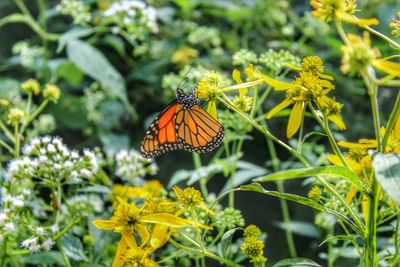 Close-up of butterfly perching on flower