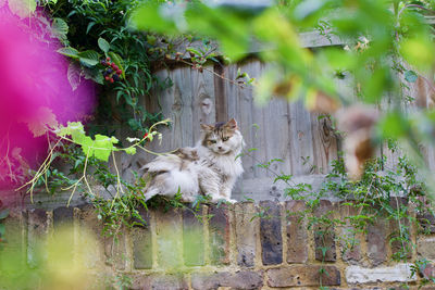 Portrait of a cat