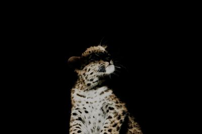 Close-up of leopard against black background