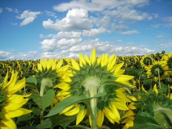 Sunflowers in field against cloudy sky