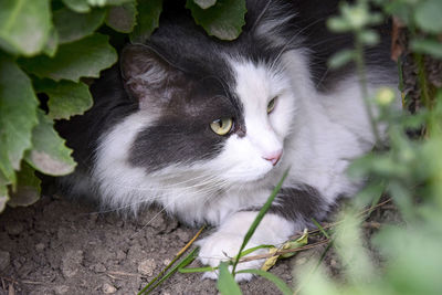 Favorite of family, gray-white cat with serious and calm look lies on lawn in thickets of grass.