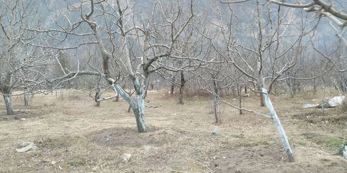 Bare trees on field during winter