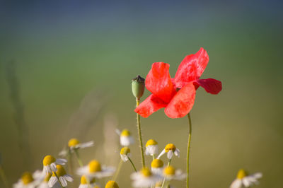 Close-up of red poppy flowers