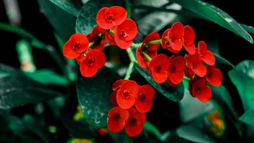 Close-up of red flowering plants