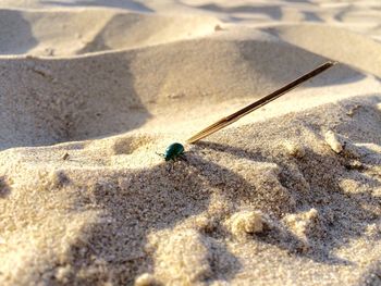 Scarab beetle at beach on sunny day