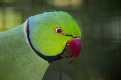 Close-up of parrot