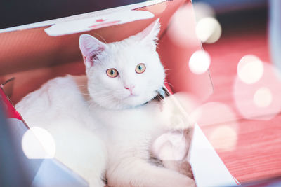 Close-up of white cat