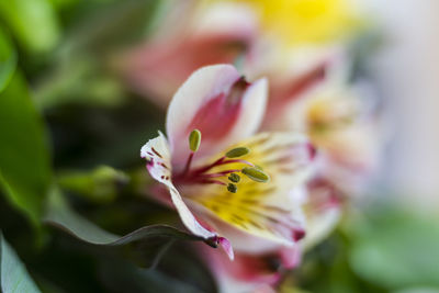 Close-up of pink flower