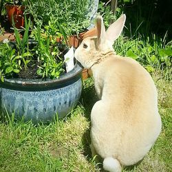 Cat relaxing on grassy field