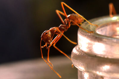 Close-up of insect