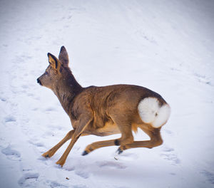 View of a dog on snow covered land