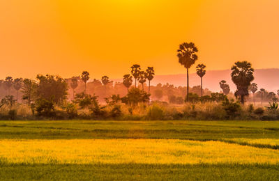 Scenic view of field against orange sky