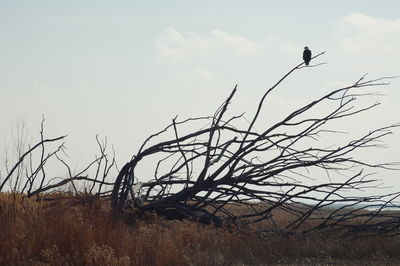 Bare trees on field against sky