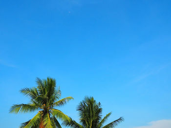 Low angle view of palm trees against clear blue sky