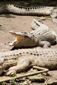 Close-up of a lizard