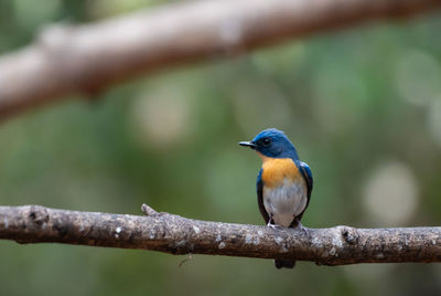 Close-up of bird perching on branch