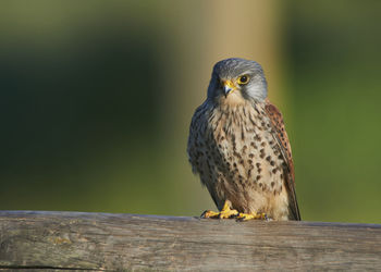 Close-up of bird perching on wood