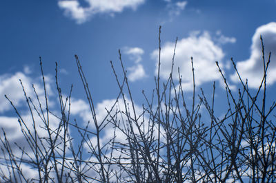 Close-up of stalks against blue sky