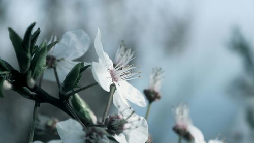 Close-up of white flowers blooming