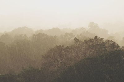 Trees on landscape against sky during foggy weather