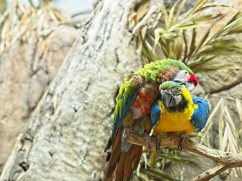 View of birds perching on branch