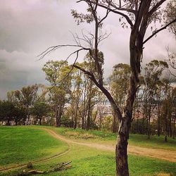 Bare trees on grassy field against cloudy sky