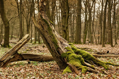 Fallen tree in forest