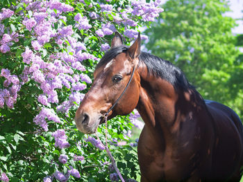 Brown horse eating plants