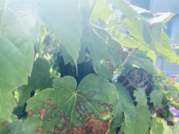 High angle view of leaves on tree