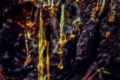 Close-up of rock hanging from tree