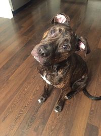 High angle view of dog looking away