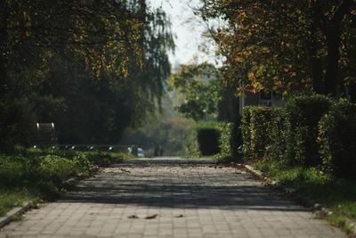 Boardwalk amidst trees