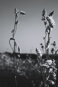 Close-up of plant against white background