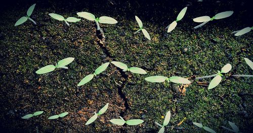 Close-up high angle view of plants