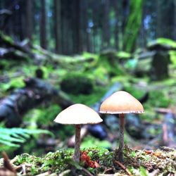 Close-up of mushroom growing in forest