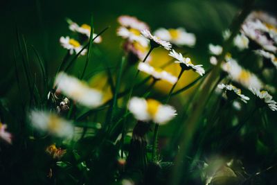 Close-up of yellow flowering plant on field