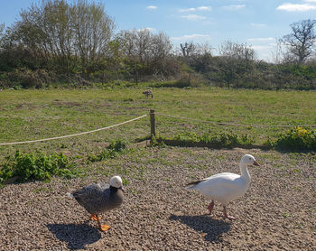 View of birds on field