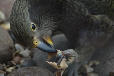 Grey parrot eating 