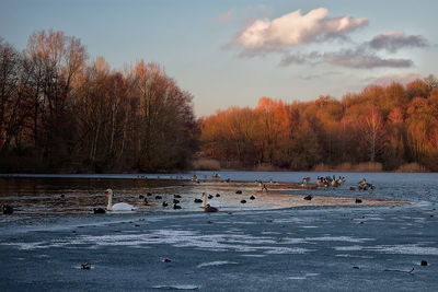 Ducks in a lake